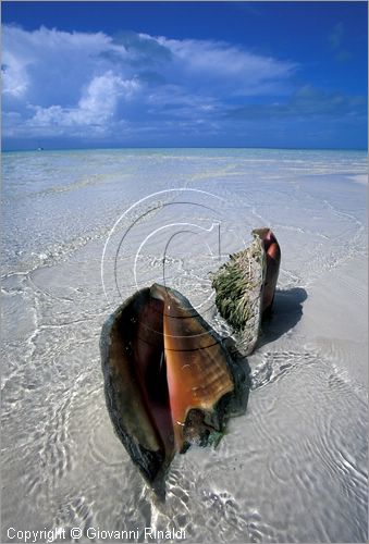 CUBA - Arcipelago delle Isole Canarreos - Cayos Pedraza - una grossa conchiglia presso la spiaggia bianchissima