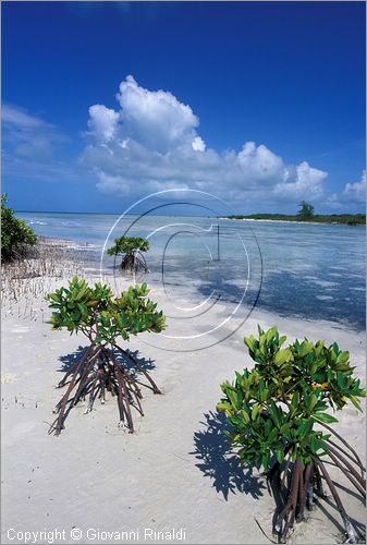 CUBA - Arcipelago delle Isole Canarreos - Cayos Pedraza - piccole dune di sabbia tra le mangrovie emergono con il variare delle maree