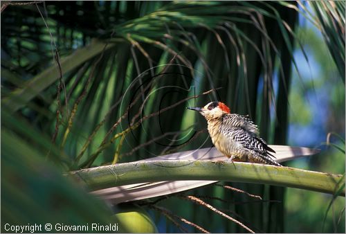 CUBA - Arcipelago delle Isole Canarreos - Cayo Cantilles - area protetta e di studio di alcune specie di animali