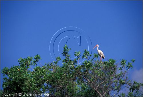 CUBA - Arcipelago delle Isole Canarreos - Cayo Cantilles - area protetta e di studio di alcune specie di animali