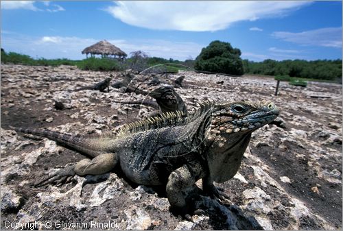 CUBA - Arcipelago delle Isole Canarreos - Cayo Piedra (Isola delle iguane)