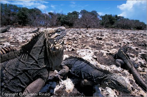 CUBA - Arcipelago delle Isole Canarreos - Cayo Piedra (Isola delle iguane)