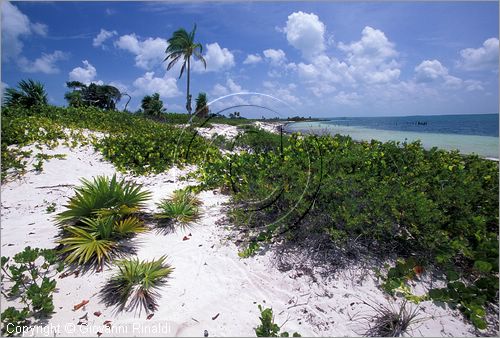 CUBA - Arcipelago delle Isole Canarreos - Cayo Avalos - una spiaggia sulla costa sud