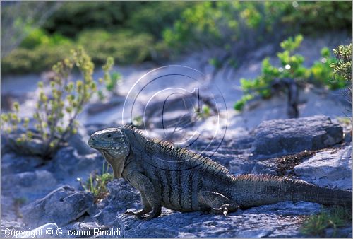 CUBA - Arcipelago delle Isole Canarreos - Cayo del Rosario - iguana