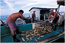 cuba_canarreos0064.jpg