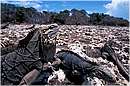 cuba_canarreos0090.jpg