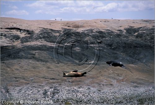 Australia Occidentale - Esperance - Arcipelago de La Recherche - foche a Charley Island