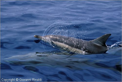 Australia Occidentale - Esperance - Arcipelago de La Recherche - delfini