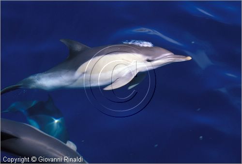 Australia Occidentale - Esperance - Arcipelago de La Recherche - delfini