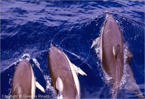 Australia Occidentale - Esperance - Arcipelago de La Recherche - delfini