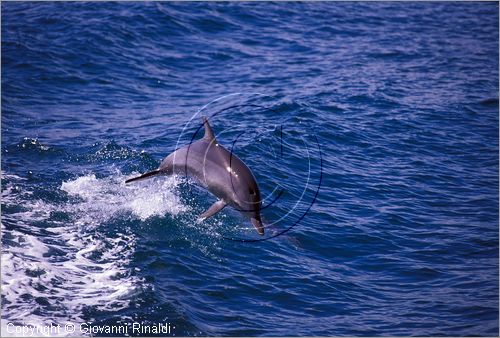 Australia Occidentale - Esperance - Arcipelago de La Recherche - delfini