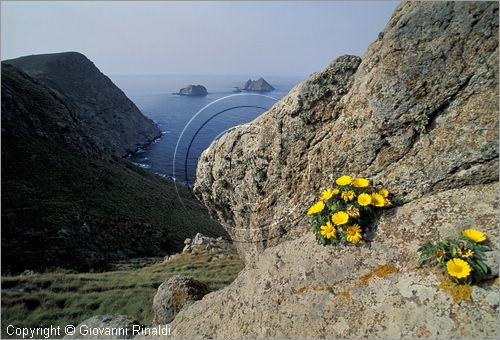  galite0021.jpg