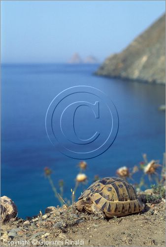 TUNISIA - La Galite - una tartaruga