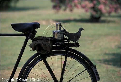 INDIA (PUNJAB) - CHANDIGARH - città interamente progettata da Le Corbusier negli anni '50 - Giardino delle Buganvilee