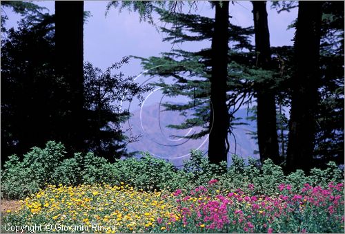 INDIA (HIMACHAL PRADESH) - Chail - Chail Palace Hotel (era una residenza del maharaja)