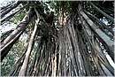 india_dehradun0005.jpg