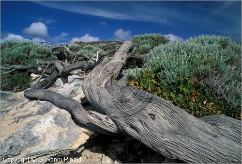 AUSTRALIA OCCIDENTALE - Cape Naturaliste - la costa presso Sugarloaf Rock
