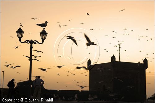 MAROCCO - MAROC - MOROCCO - ESSAOUIRA - la zona del porto a fianco al mercato del pesce dove gli uomini puliscono il pesce