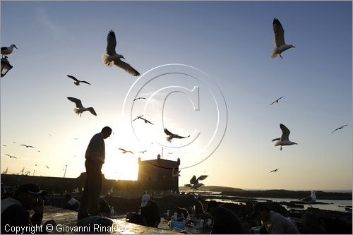 MAROCCO - MAROC - MOROCCO - ESSAOUIRA - la zona presso il porto dove gli uomini puliscono il pesce tra il volo dei gabbiani al tramonto