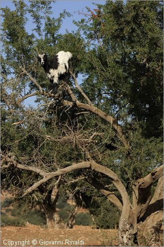 MAROCCO - MAROC - MOROCCO - (ESSAOUIRA) - albero di argan - capre