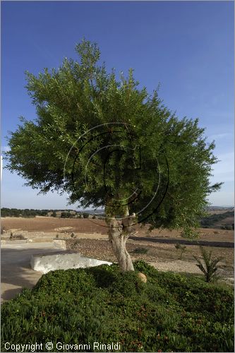 MAROCCO - MAROC - MOROCCO - (ESSAOUIRA) - albero di argan