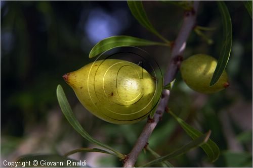 MAROCCO - MAROC - MOROCCO - (ESSAOUIRA) - frutto di albero di argan