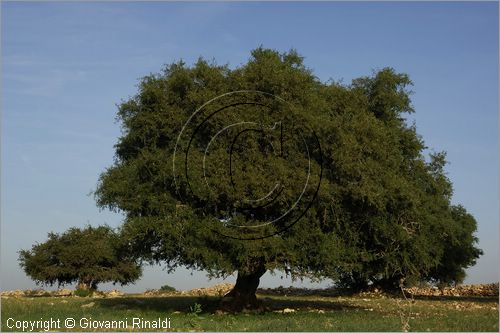 MAROCCO - MAROC - MOROCCO - (ESSAOUIRA) - albero di argan