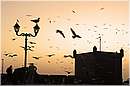marocco_essaouira_0129.jpg