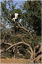 marocco_essaouira_argan_0190.jpg