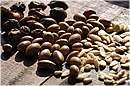 marocco_essaouira_argan_0297.jpg
