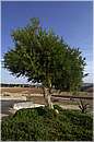marocco_essaouira_argan_9469.jpg