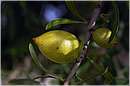 marocco_essaouira_argan_9477.jpg