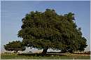marocco_essaouira_argan_9513.jpg