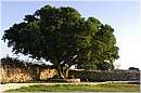 marocco_essaouira_argan_9918.jpg