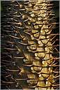marocco_essaouira_mimosas_0164.jpg