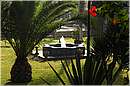 marocco_essaouira_mimosas_8966.jpg