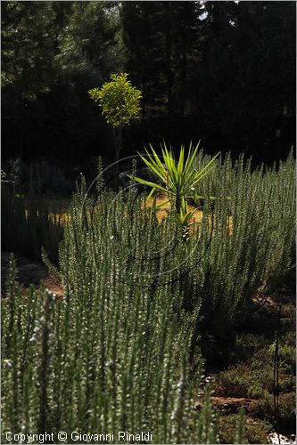 MAROCCO - MAROC - MOROCCO - (MARRAKECH) - Nectarome - Giardino Bioaromatico d'Ourika (www.nectarome.com)