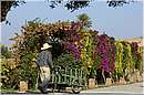 marocco_marrakech_beldi_0339.jpg