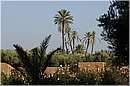 marocco_marrakech_beldi_0346.jpg