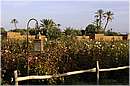 marocco_marrakech_beldi_0397.jpg