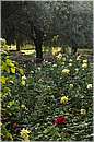 marocco_marrakech_beldi_0425.jpg