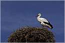 marocco_nectarome_0192.jpg