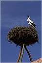 marocco_nectarome_0193.jpg