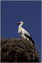 marocco_nectarome_0195.jpg