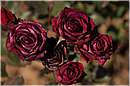 marocco_nectarome_0210.jpg