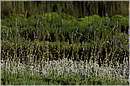 marocco_nectarome_0211.jpg