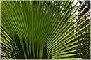 marocco_nectarome_0225.jpg