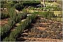 marocco_nectarome_0226.jpg