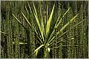 marocco_nectarome_0229.jpg