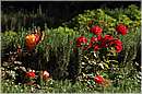 marocco_nectarome_0236.jpg